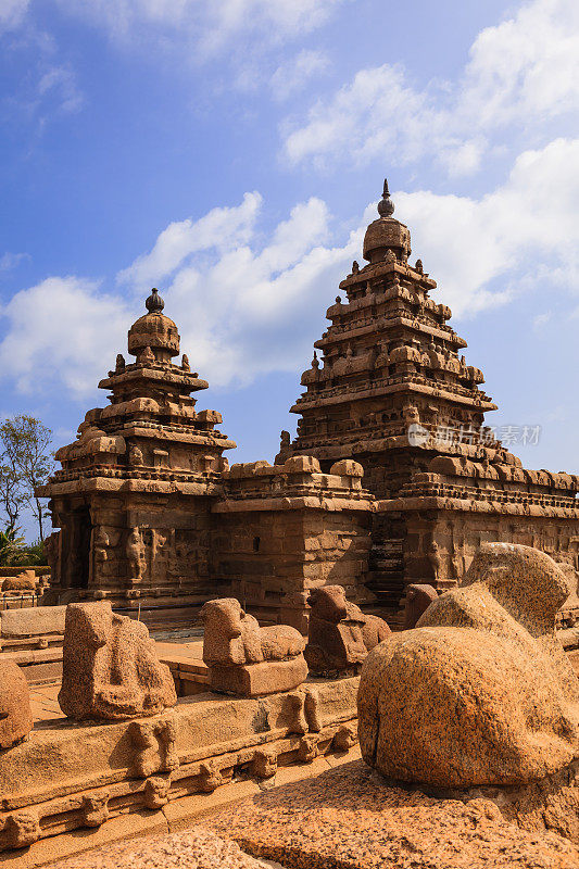 Mahabalipuram，印度- 8世纪巨石海岸寺庙雕刻在一块花岗岩-花岗岩牛在前景。